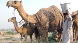 پاکستان سے چین کو اونٹنی کے دودھ کے پاؤڈر کی برآمد کا آغاز