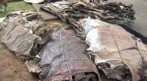 ایف بی آر نے 14 ہزار گدھے کی کھالوں کی اسمگلنگ ناکام بنادی