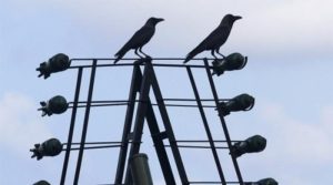 سیانے کوے نے ایک بار پھر سائنسدانوں کو دنگ کر دیا
