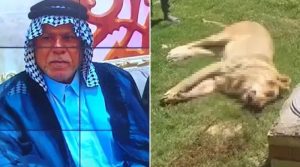 عراق میں پالتو شیر نے اپنے مالک کو مار ڈالا