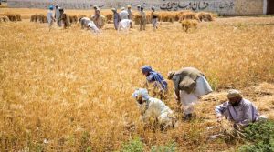 آئی ایم ایف کا کھاد پر 10 فیصد اور زرعی زہر پر 5 فیصد ٹیکس کیلئے دباؤ