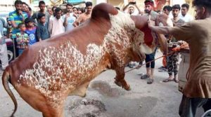 عید کے دوسرے روز بھی سنت ابراہیمی کی پیروی میں جانوروں کی قربانی کا عمل جاری