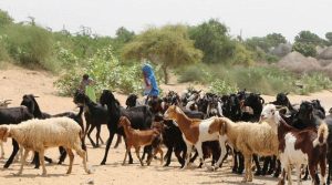 پاکستان دشمنی میں بھارتی فوج معصوم جانوروں پر بھی ظلم کرنے سے باز نہیں آئی