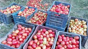 بدین میں بارشوں سے فصل تباہ ہونے پر ٹماٹر کی قیمتیں آسمان پر پہنچیں، نئی فصل کا انتظار