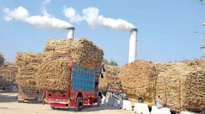 پنجاب میں ملی بھگت سے گنے کی قیمت فکس کرنیوالا شوگر ملز کارٹل پکڑا گیا