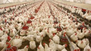 پولٹری ایسوسی ایشن پر قیمتیں بڑھانے کا الزام ثابت، ڈھائی کروڑ روپے جرمانہ عائد