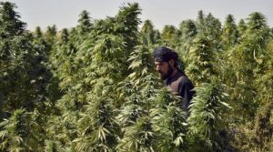 خیبرپختونخوا میں بھنگ کی کاشت کو قانونی حیثیت دینے پر غور شروع