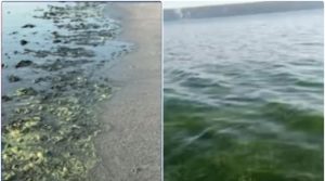 مکران کے ساحلی علاقوں میں سمندر کا پانی غیر معمولی طور پر سبز ہوگیا