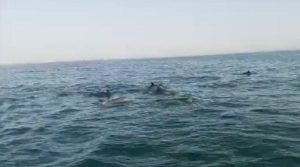 مکران کے مشرقی ساحل پر ہمپ بیک ڈولفن کا جُھنڈ دیکھا گیا