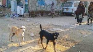 یکم جنوری سے اب تک کتے کے کاٹنے کے 3 ہزار سے زائد کیسز رپورٹ
