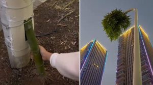 اسٹریٹ لائٹ کے کھمبے میں اُگنے والا بانس کا پودا، دیکھنے والے دنگ رہ گئے