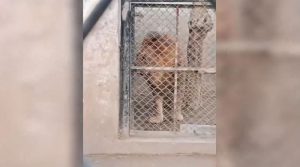 لاہور میں ایک ہفتےکے دوران کمسن بچے پر شیرکے حملےکا دوسرا واقعہ