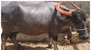 فصل میں گھسنے پر زمیندار نے کلہاڑی کے وار سے بھینس کی ٹانگیں کاٹ دیں