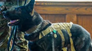 امریکی فوجی کتا ڈوگلز ریٹائر ہوگیا