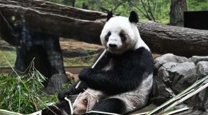 جاپان کا ملک کے آخری دو پانڈا کو چین واپس بھیجنے کا فیصلہ