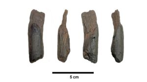 لاکھوں سال پرانے قدیم ترین لکڑی کے اوزار دریافت
