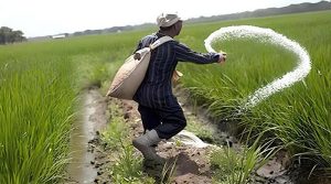 سندھ حکومت کا 2 فروری سے تصدیق شدہ کسانوں کو یوریا کھاد کی سبسڈی دینے کا فیصلہ
