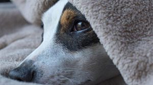 پالتو کتے کو مارنے سے منع کرنے پر 17 افراد کا بہن بھائی پر تشدد