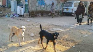کراچی میں کتے کے کاٹنے سے ایک اور شخص انتقال کرگیا