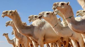 سینیٹ کمیٹی میں CAMELL پروجیکٹ کو اونٹ سمجھ کر بحث ہوتی رہی، 15 منٹ بعد پتا چلا یہ تھر کا کمیونٹی ایکشن پلان ہے