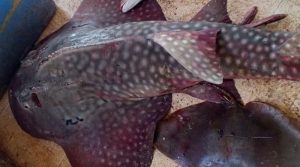 گوادر کے ساحل کے قریب نایاب اور خطرے سے دوچار بوہیڈ گٹارفش پکڑی گئی