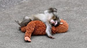 سوشل میڈیا پر تنہائی کی تصویر بنے ننھے بندر کو برطانوی انفلوئنسر کی ڈھائی لاکھ ڈالر میں خریدنے کی پیشکش