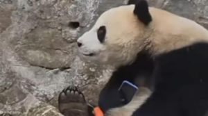 ایک شخص کا فون گرنے پر پانڈا نے اسے واپس کرنے سے انکار کر دیا