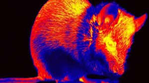 چوہے انسانوں یا دنیا کو کیسے دیکھتے ہیں، سائنسدان کی ریکارڈ کی گئی ویڈیو دیکھیں