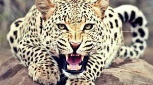 تیندوے کے حملے میں ایک شخص ہلاک