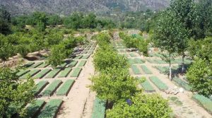 پنجاب نے جنگلات کی حفاظت کے تاریخی اقدامات اٹھا کر تاریخ رقم کردی