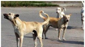 آوارہ کتےکےکاٹنے سے8 سالہ بچی جاں بحق
