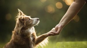 کتوں اور انسان کا تعلق کتنا پرانا ہے؟ سائنسدان جاننے میں کامیاب