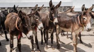 گدھے کا گوشت اور کھالیں چین برآمد کرنے کی منظوری