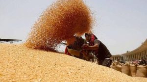 محکمہ خوراک خیبرپختونخوا نے گندم کی فراہمی کیلئے پاسکو کو خط لکھ دیا