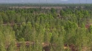 وہ خاتون جس نے دہائیوں کی محنت کے بعد ایک صحرا کو سرسبز جنگل میں تبدیل کر دیا